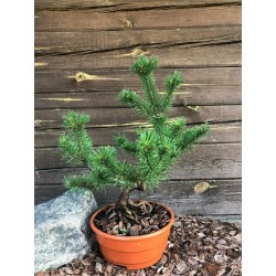 Pinus mugo - niwaki - topiary - bonsai starter