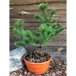 Pinus mugo - niwaki - topiary - bonsai starter