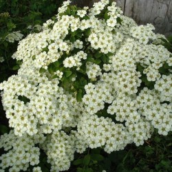 Spiraea nipponica „June Bride“