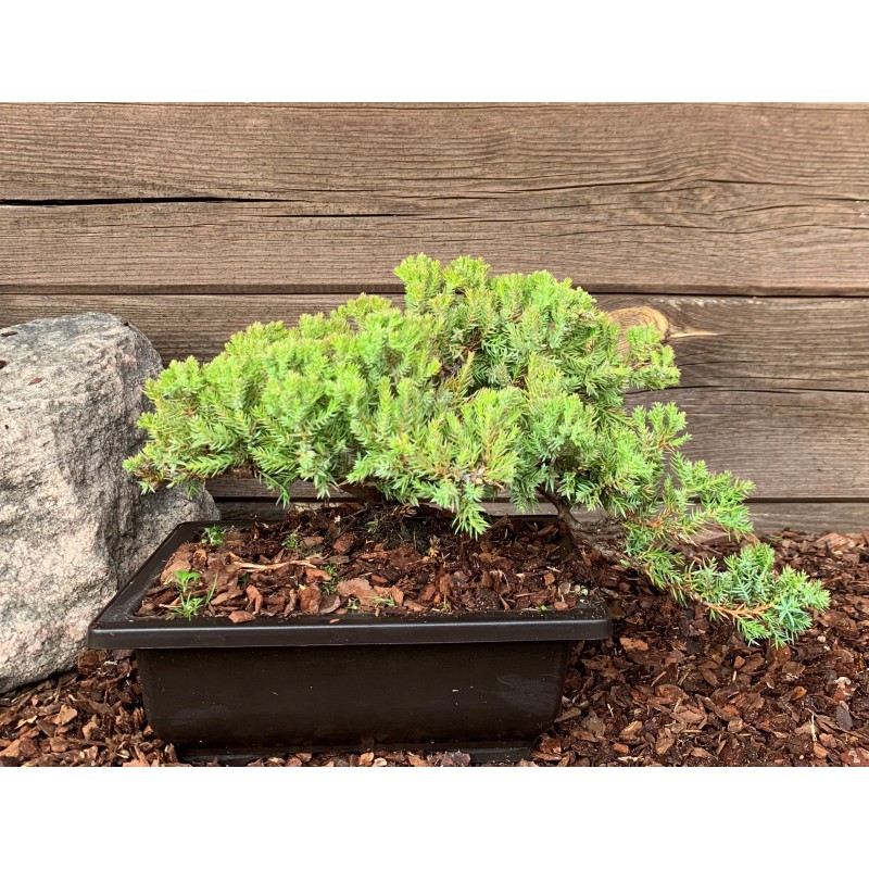 Kadagys gulsčiasis (plėtrusis) „Nana“ bonsai