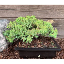 Kadagys gulsčiasis (plėtrusis) „Nana“ bonsai