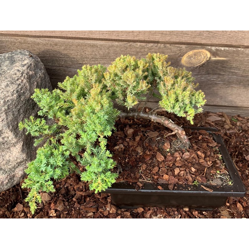 Kadagys gulsčiasis (plėtrusis) „Nana“ bonsai