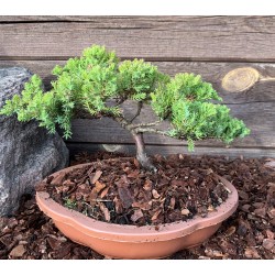 Kadagys gulsčiasis (plėtrusis) „Nana“ bonsai