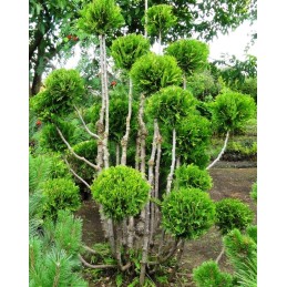 Tuja vakarinė topiary Pom Pom