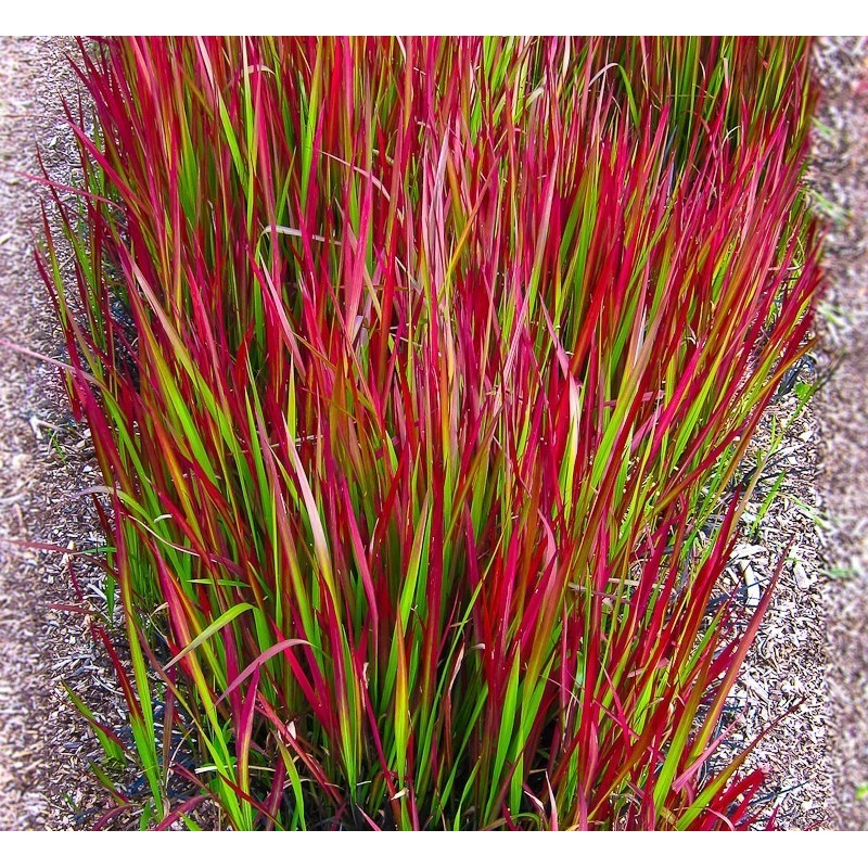 Imperata ritininė „Red Baron“