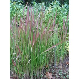 Imperata ritininė