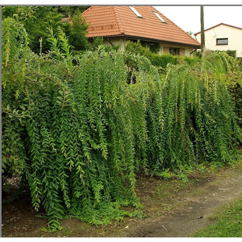 Gluosnis sveikalapis „Pendula“