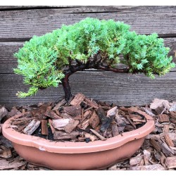 Kadagys gulsčiasis (plėtrusis) „Nana“ Juniperus procumbens„Nana“ bonsai