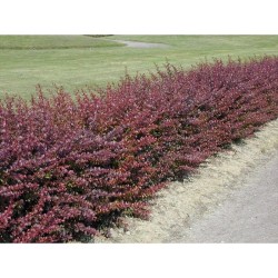 Raugerškis tunbergo „Atropurpurea“